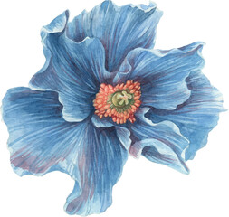 Blue Poppy Flower Watercolor Painting illustration