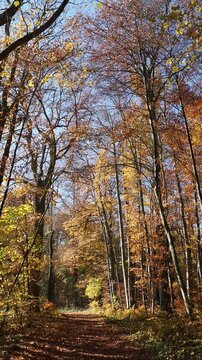 Herbstlandschaft &ndash; T&uuml;llinger Berg nach &Ouml;tlingen. Waldweg mit Laub bedeckt, ges&auml;umt von gro&szlig;en Buchen mit leuchtendem Laub
