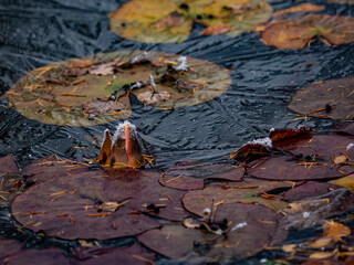 Blätter in einem zugefrorenem Teich