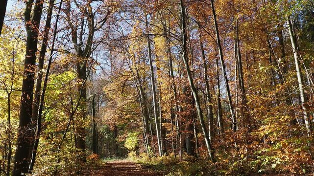 Herbstliche Atmosph&auml;re auf dem T&uuml;llinger Berg. Pr&auml;chtige Buchen des T&uuml;llinger Waldes, geschm&uuml;ckt mit leuchtendem Laub. Landschaft am L&ouml;rrach, Hochrhein und Margr&auml;flerland