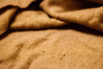 A moth butterfly after hatching. Moth larva on fabric — moving, damage, holes, cocoons, pests, household textiles, insect control. Disinfection and pests.