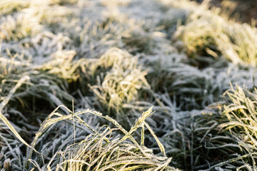Morning sunlight illuminates frost-covered grass in a rural field, capturing the beauty of nature during early autumn. The serene atmosphere invites a sense of calm