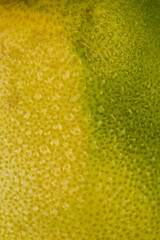 the wet citrus peel is yellow and green, the details of the grapefruit peel with multicolored peel with yellow and green shades , the peel is covered with water droplets