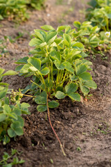 blooming green strawberries in dry summer weather, growing strawberries before the berries ripen in the hot summer , strawberries need watering with water
