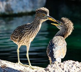 Juvenile Black-crowned Night Herons 