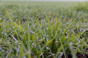 green wheat in the middle of autumn close up , agricultural field with green wheat sprouts in cloudy weather without bright sunlight