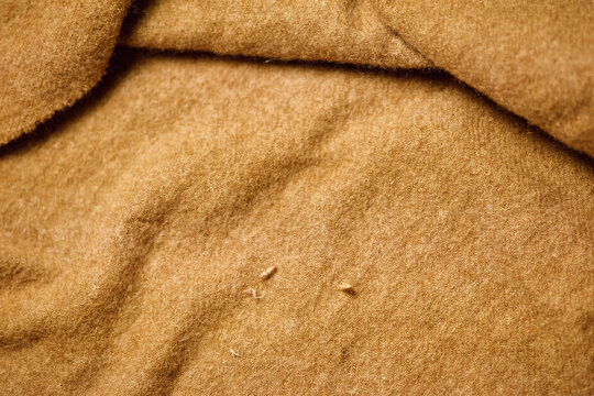 Moth larva pupa and hatched moth butterfly. Damaged fabrics with moth larvae cocoons and holes - pest infestation, textile damage, household pests, insect control.