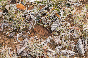 Naklejka premium Frozen leaves and grass cover the ground during a cold autumn morning. The frost creates delicate shapes, capturing the essence of the season's chill