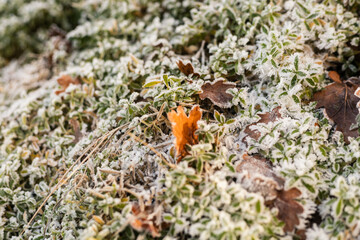A tranquil winter scene shows a patch of green plants and dried leaves blanketed by a light layer of frost in a shaded forest area at dawn
