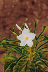 white and yellow flower