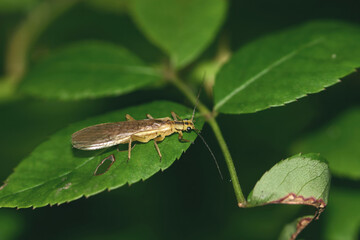 Chloroperlidae stoneflies are small green stream insects sensitive to water quality, with aquatic nymphs living in cold clean gravel beds. Photographed in Korea.
