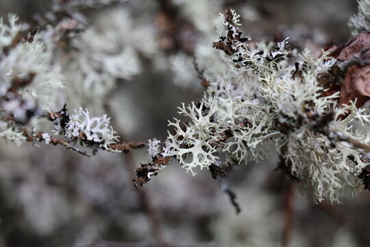 close up of oak moss lychen on a thin branche with a bokeh background