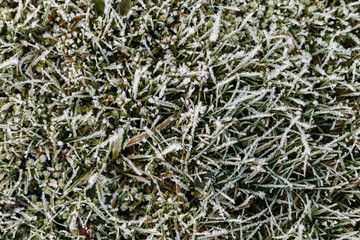 Delicate frost blankets the blades of grass in a serene outdoor area during a chilly morning, showcasing nature's beauty in winter's embrace