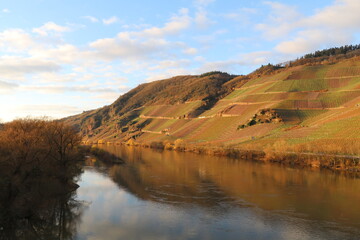 Golden Hour Vineyards Reflecting on the Moselle River