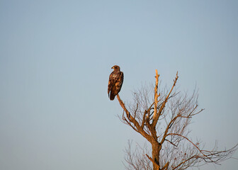 Young bald eagle (Haliaeetus leucocephalus) native American animal and American symbol 