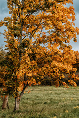 Golden Autumn Tree on Green Meadow