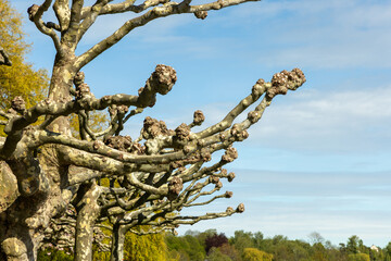 A tree with many branches and leaves is shown in the sky. The branches are bare and the leaves are brown. The sky is blue and the sun is shining