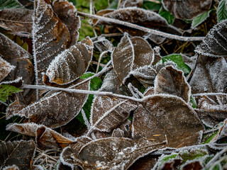 Eis und Frost auf Blättern