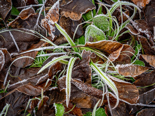 Eis und Frost auf Blättern