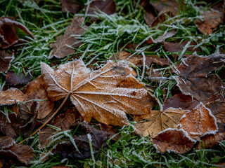 Eis und Frost auf Blättern