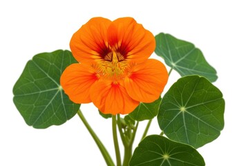 Obraz premium Bright orange nasturtium flower with green leaves isolated on white background isolated on transparent background