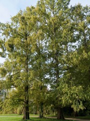 (Metasequoia glyptostroboides) Dawn redwood tree - Water fir - Water larch. Landscaping of Dawn redwood conifers with straight trunks standing majestically in the middle of a botanical park