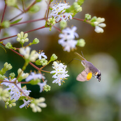 Macro of a flying hummingbird hawkmoth