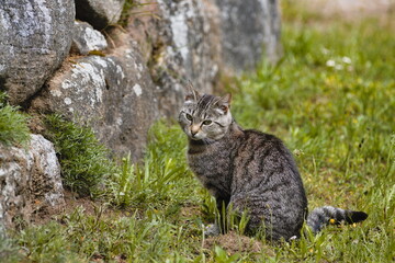 cat in the grass