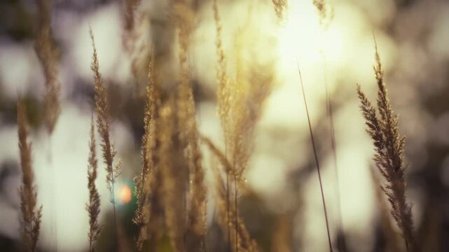 Tall grass sways gently in the breeze as warm sunlight filters through the blades. This peaceful scene captures the essence of nature during the tranquil evening hours