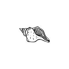 Seashell hand drawn vector illustrations