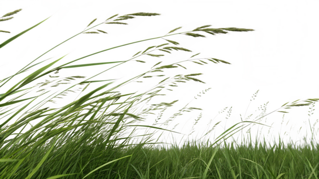 Close Up of Green Grass Blades and Seed Heads Against a Digitally Altered Sky, cutout, PNG isolated on white or transparent background - Powered by Adobe