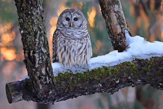 Barred Owl perched on the fir branch in the forest with beautiful sunset colors in the background, Canada - Powered by Adobe