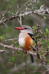 Fototapeta premium grey-headed kingfisher