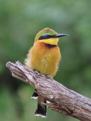 bee eater perched on branch