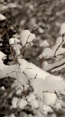 First Snow on Plants. Gentle snowflakes rest on autumn plants, creating a calm and poetic natural scene.