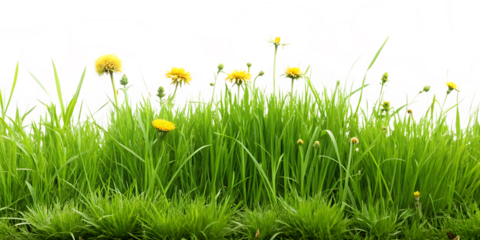 Lush Green Grass with Yellow Dandelions and Buds Against a Vibrant Abstract Background, cutout, PNG isolated on white or transparent background
