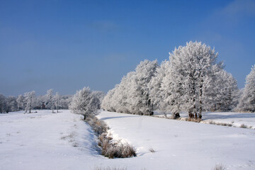 Snow covered winter landscape with frosty trees