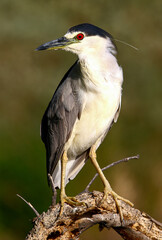 Black-crowned Night Heron 