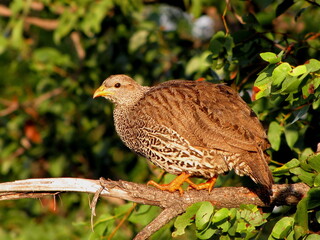 Natal Francolin