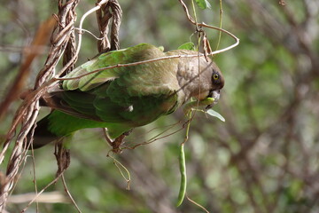 parrot on a branch