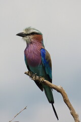 Fototapeta premium lilac breasted roller