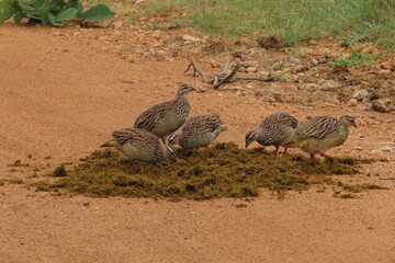 Crested francolin