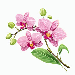 Obraz premium Exotic pink orchid flowers on a delicate branch with soft tropical petals, illustrated in a clean and elegant botanical style on a white background.