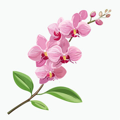 Exotic pink orchid flowers on a delicate branch with soft tropical petals, illustrated in a clean and elegant botanical style on a white background.
