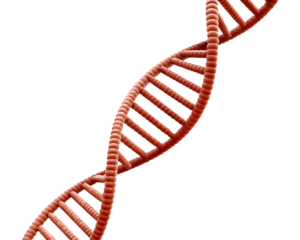 Red D N A double helix structure isolated on isolated on a transparent background