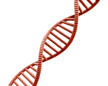 Red D N A double helix structure isolated on isolated on a transparent background