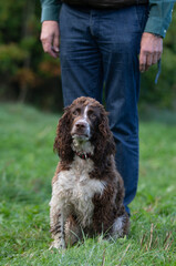Fototapeta premium Hunting spaniel dog sitting next to owner in field