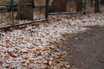 autumn leaves on the ground
