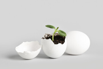 Egg shell with seedling on grey background