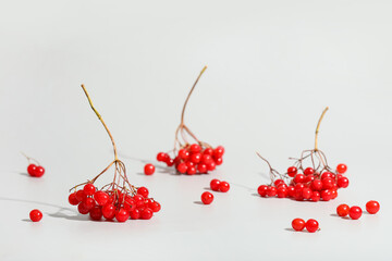 Red viburnum berries on grey background